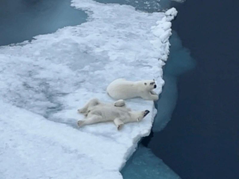 Two polar bears resting on Arctic sea ice, seen from an expedition ship