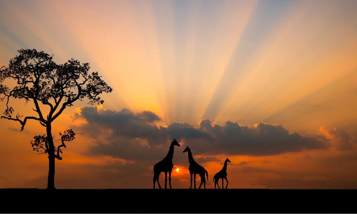 Giraffes and a tree silhouetted against an African sunset