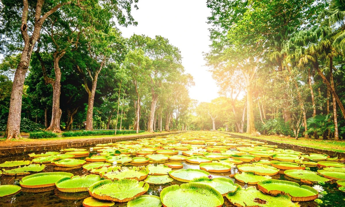 Giant water lilies in Pamplemousses Botanical Garden, Mauritius