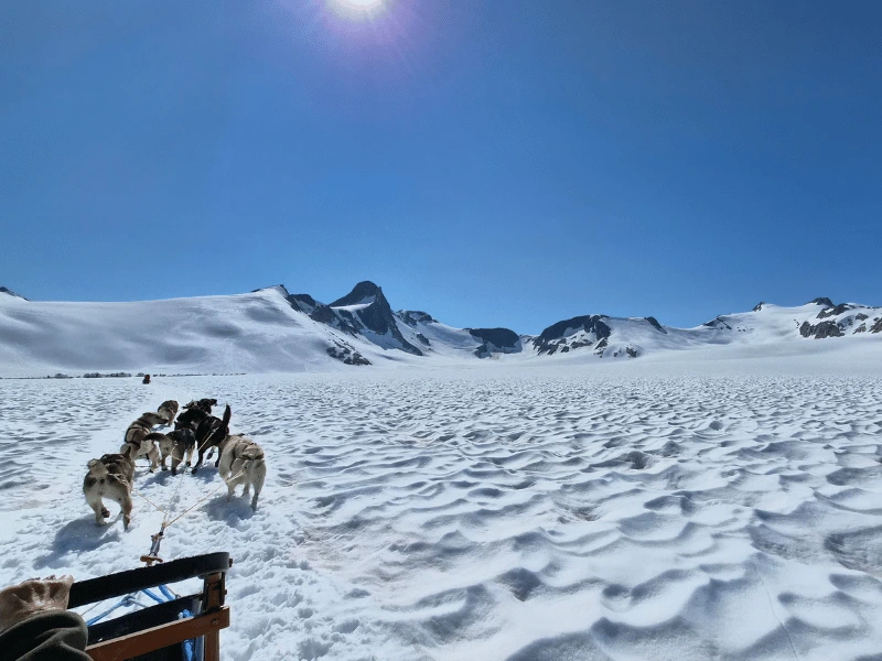 Sled dogs crossing a snow-covered glacier beneath blue skies in Alaska