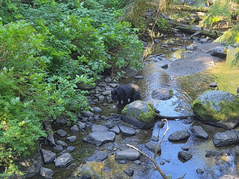 Black bear walking through a shallow forest stream in Alaska