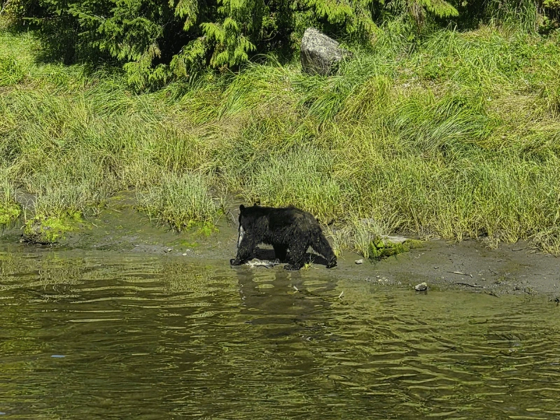 Black bear walking along the edge of the water surrounded by Alaskan forest