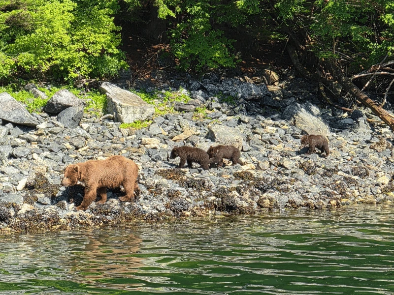 Brown bear walking along a rocky Alaskan shoreline with three cubs