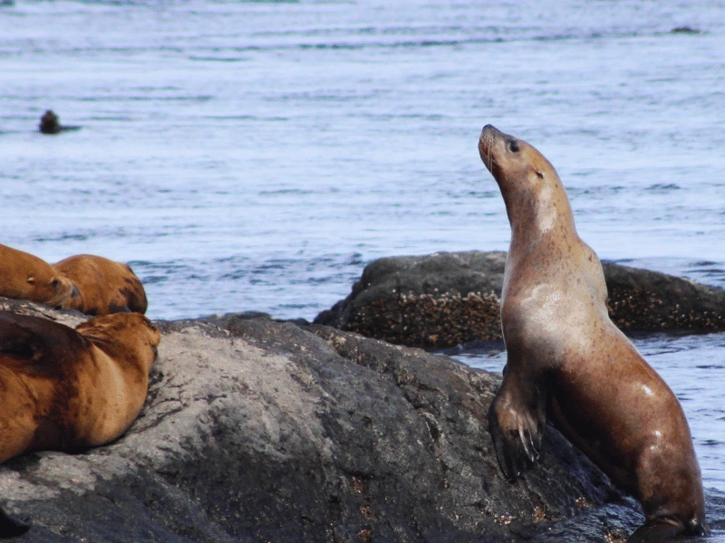 Group of elephant seals resting on rocks beside the water near Victoria