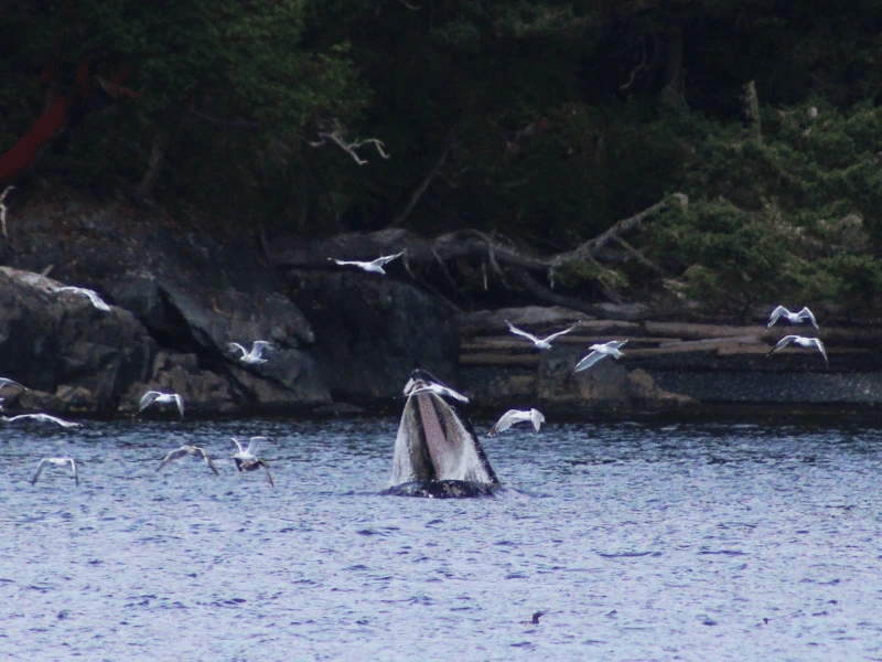 Humpback whale surfacing among seabirds off the coast of Alaska