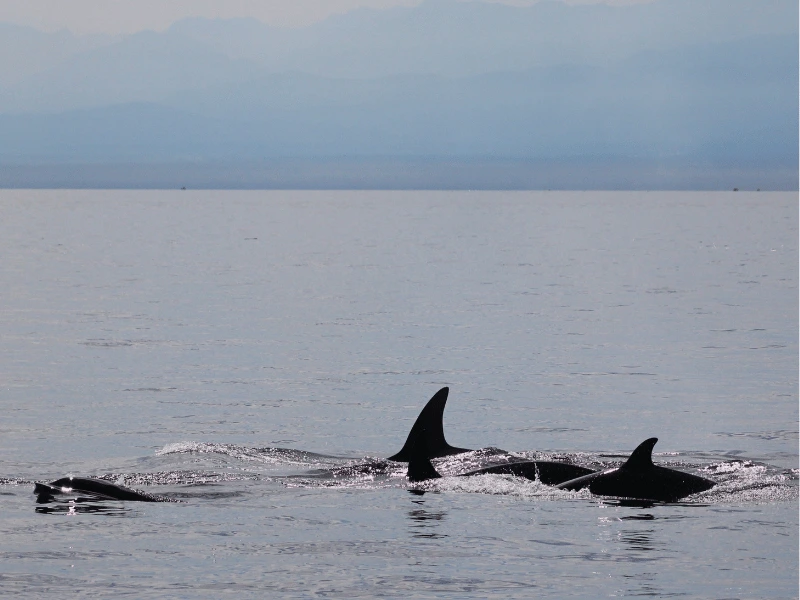 Pod of orcas swimming in the waters near Victoria, British Columbia